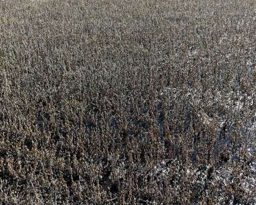 Campo 223 Ha Santa Regina, Gral. Villegas, BS. AS.