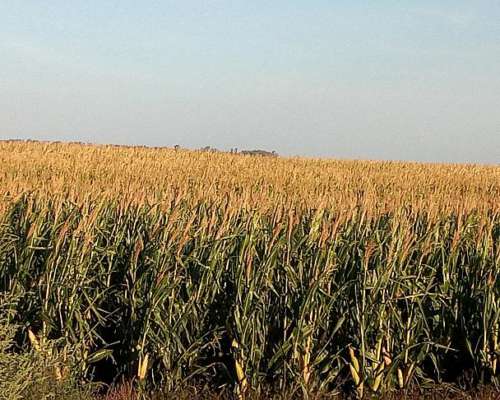 330ha Agrícolas en la Pampa