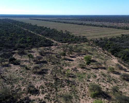 Campo 3.475 Ha en Campo Gallo, Alberdi, Santiago del Estero