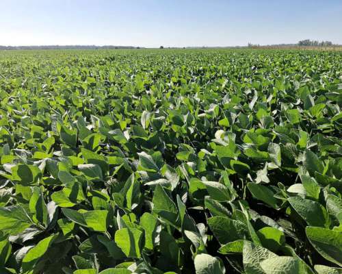 Chascomús, Buenos Aires - 1.038 Ha