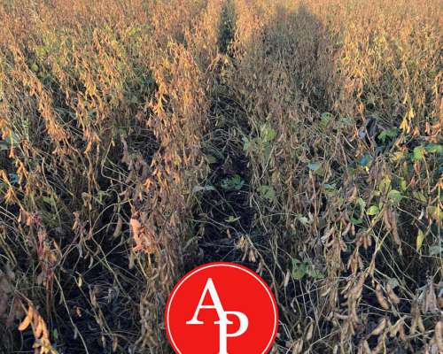 En Venta 300 HA. Metileo, la Pampa