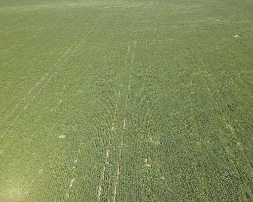 60 Hectáreas Agrícolas Sobre Ruta, Larroque, Entre Rios.