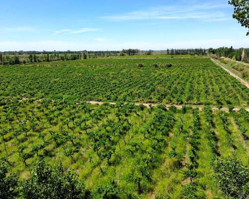 Finca en Venta 47.5 Ha Jocolí, Mendoza