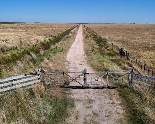 Blaquier, Florentino Ameghino, Buenos Aires - 803 Ha
