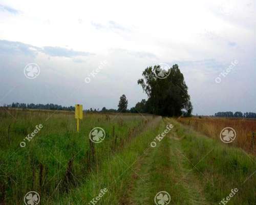 Campo en Venta 168 Has en Lobos . muy Buen Acceso