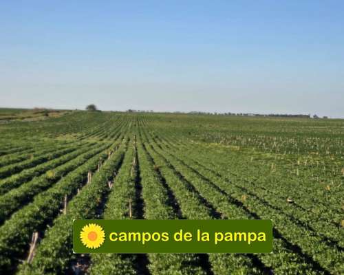 Cordoba – Venta muy Buen Campo Agricola 440 Ha Pampa Arenosa