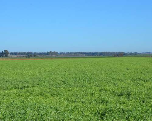 Ba3564 Venta 15 HA. Agricolas Capitan Sarmiento Arrecifes BA