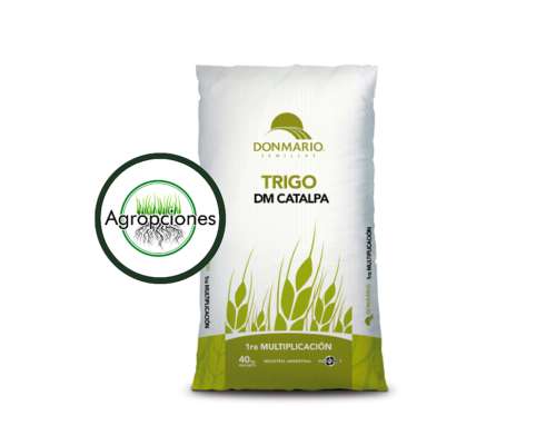 Semilla de Trigo Catalpa - Don Mario