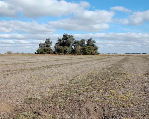550 HA. Agrícolas en 25 de Mayo