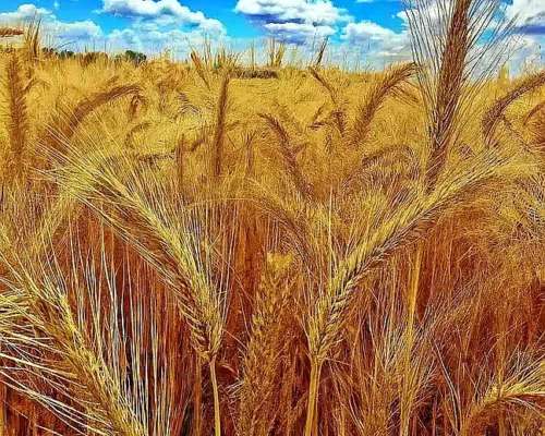 Vendo 82 Has Entre Mugueta y Arminda