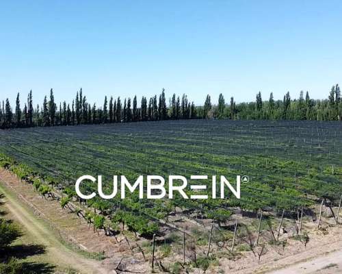 Finca Productiva y Viñedos en San Rafael