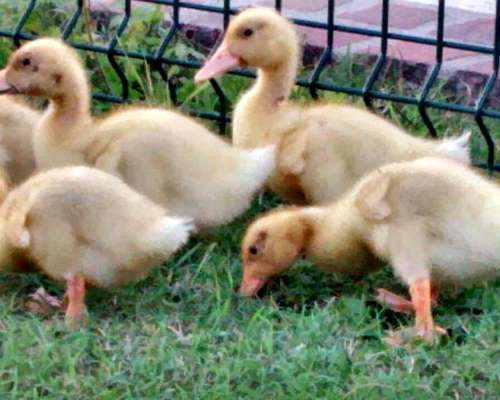 Patos Pekin y Marruecos