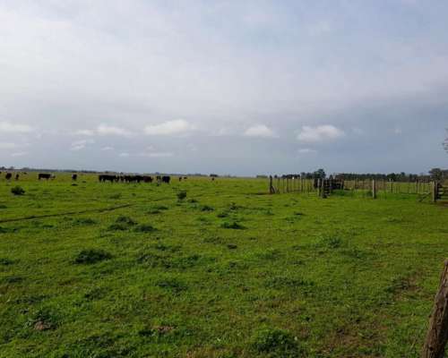 75 Has Ganaderas en Rafael Obligado (rojas Bs.as.)