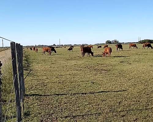 Venta 13 Has Coronel Pringles