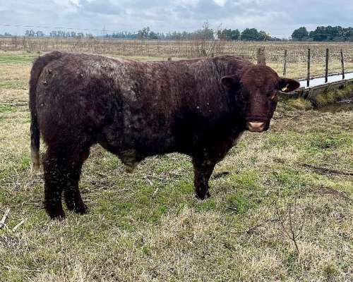 Toro Shorthorn Puro Controlado