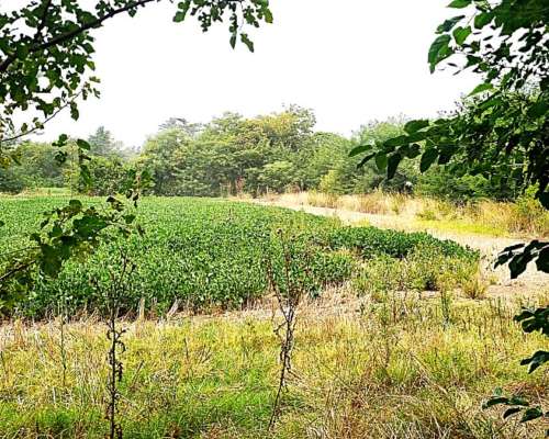 Mercedes 6,5 Has Agrícolas con Arboles. Cerca del Asfalto