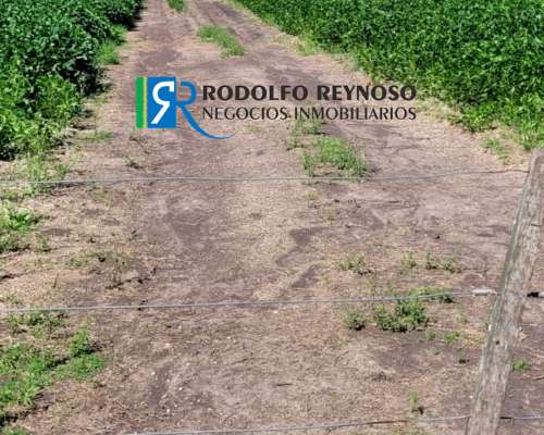 50 HA. en Colonia Elía (entre Ríos)