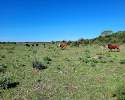 Venta de 310 Has en San Lorenzo - Saladas - Corrientes