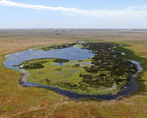 463 Has en Daireaux, BS. AS. - Ganadero - Venta