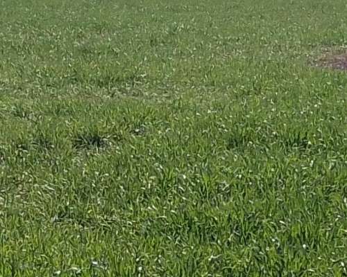 Vendo Campo Mixto Suelo 3 en Santa FE