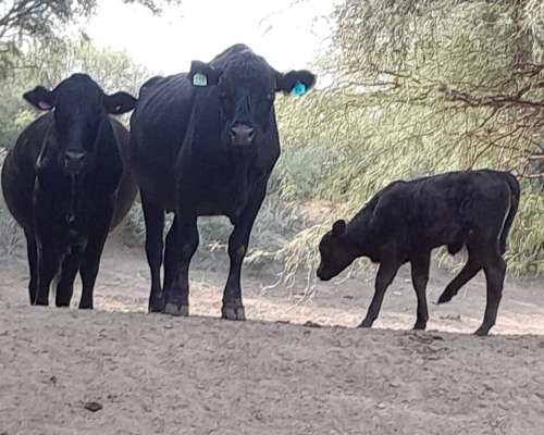 Ulapes 2.400 Has Sobre Asfalto