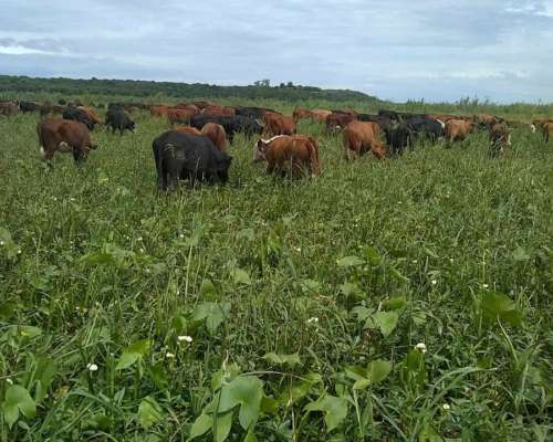 Campo Ganadero 1500 Hectáreas