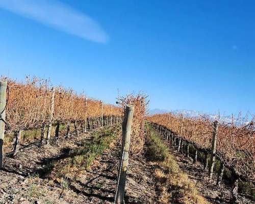 Se Vende Finca en Valle de UCO Mendoza. 300 Ha de Viñedo en