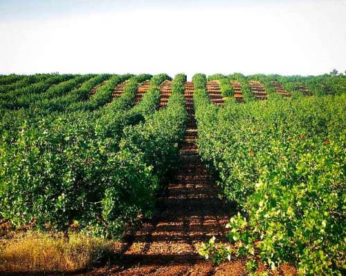 Venta Finca Produccion Pistachos Viñedos