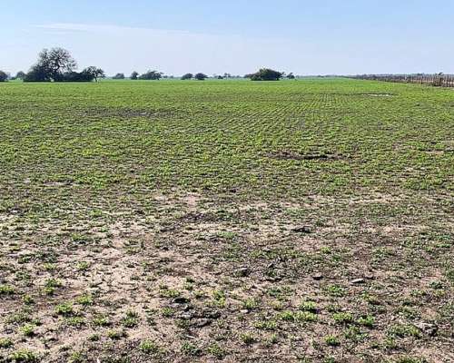 Campo a la Venta Ambrosetti - Dpto San Cristóbal - Santa FE