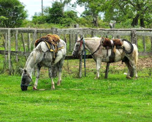 Pcia. de Corrientes - Alvear 560 Has