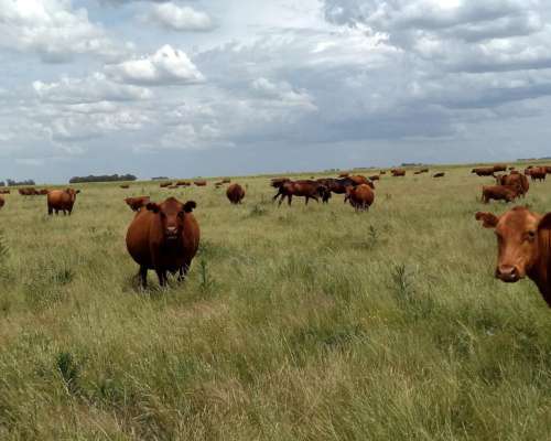Ba3258 880 Has, Campo Ganadero Sobre Ruta en Gral Lamadrid