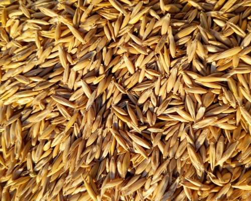 Avena U15, para Siembra, o Caballos