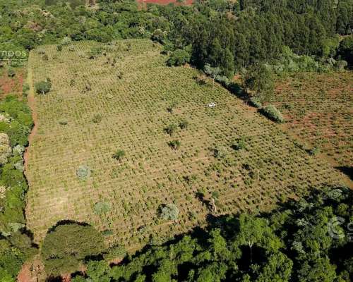 Se Vende Chacra con Yerba en Colonia Naranjito Misiones 31 H