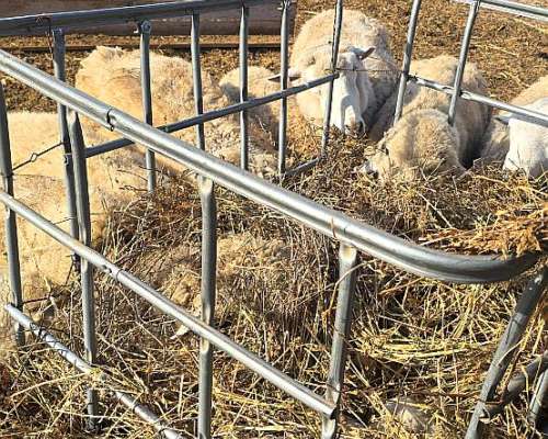 Vendo Piño de 60 Ovejas Preñadas y 1 Carnero Texel Puro