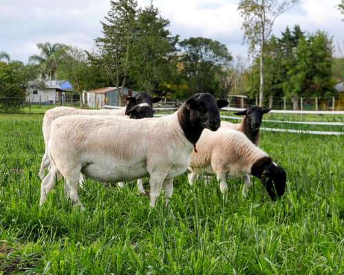 Dorper . Borregos y Carneros