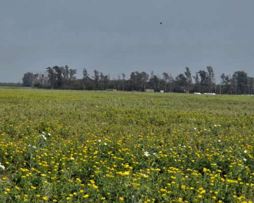 1200 Has. con Riego al SUR de Santiago.