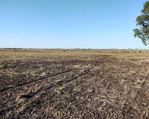 65 Hectáreas Agrícolas en Diamante