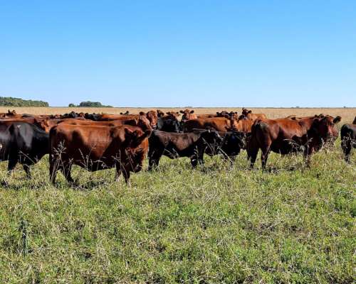 Venta de Terneros Angus 210 Kg