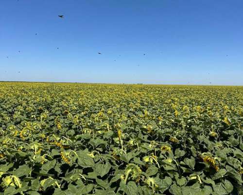 Alquilo 310 Has Agrícolas el Fortin Cordoba