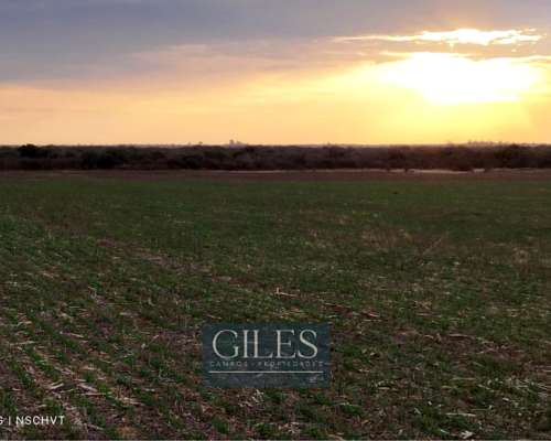 Campo Mixto 720 Hectáreas