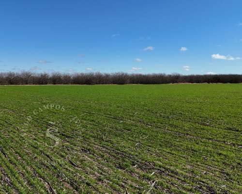 Venta Campo Agrícola. 87 HA. Santa Maria, Santa FE