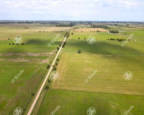 Campo Mixto en Venta 90 Has en Ranchos, con Buen Acceso