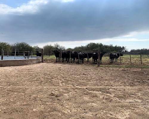 Campo a la Venta Ambrosetti - Dpto San Cristóbal - Santa FE