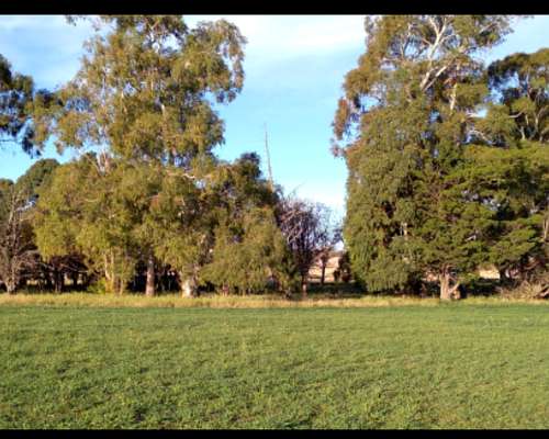 Vendo 70 Has Agrícolas Cnel Pringles