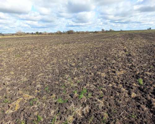 230 Hectareas Campo Agricola