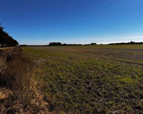160 Hectáreas Agrícola Baradero Buenos Aires
