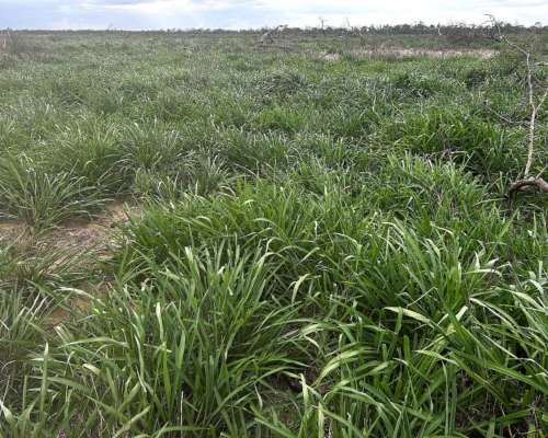 Dispongo de Campo para Capitalización