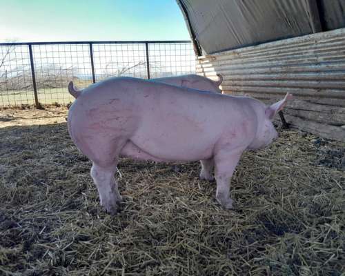 Cachorras Landrace X Yorkshire