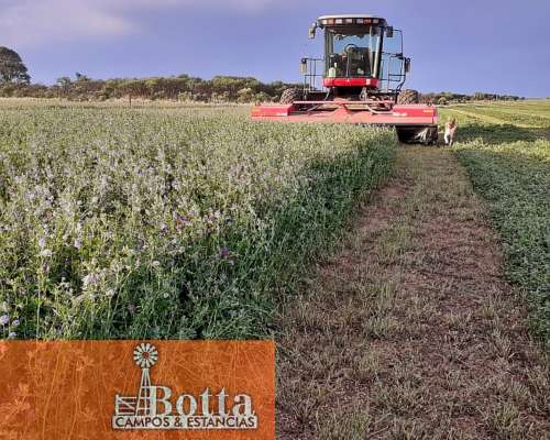 Campo Alfalfero en Venta — 1.220 Has Batavia, San Luis