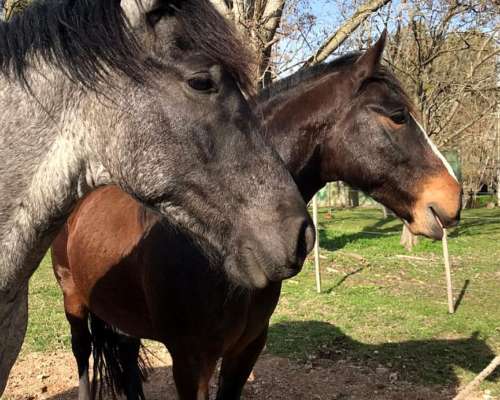 Caballo Criollo Inscripto SRA